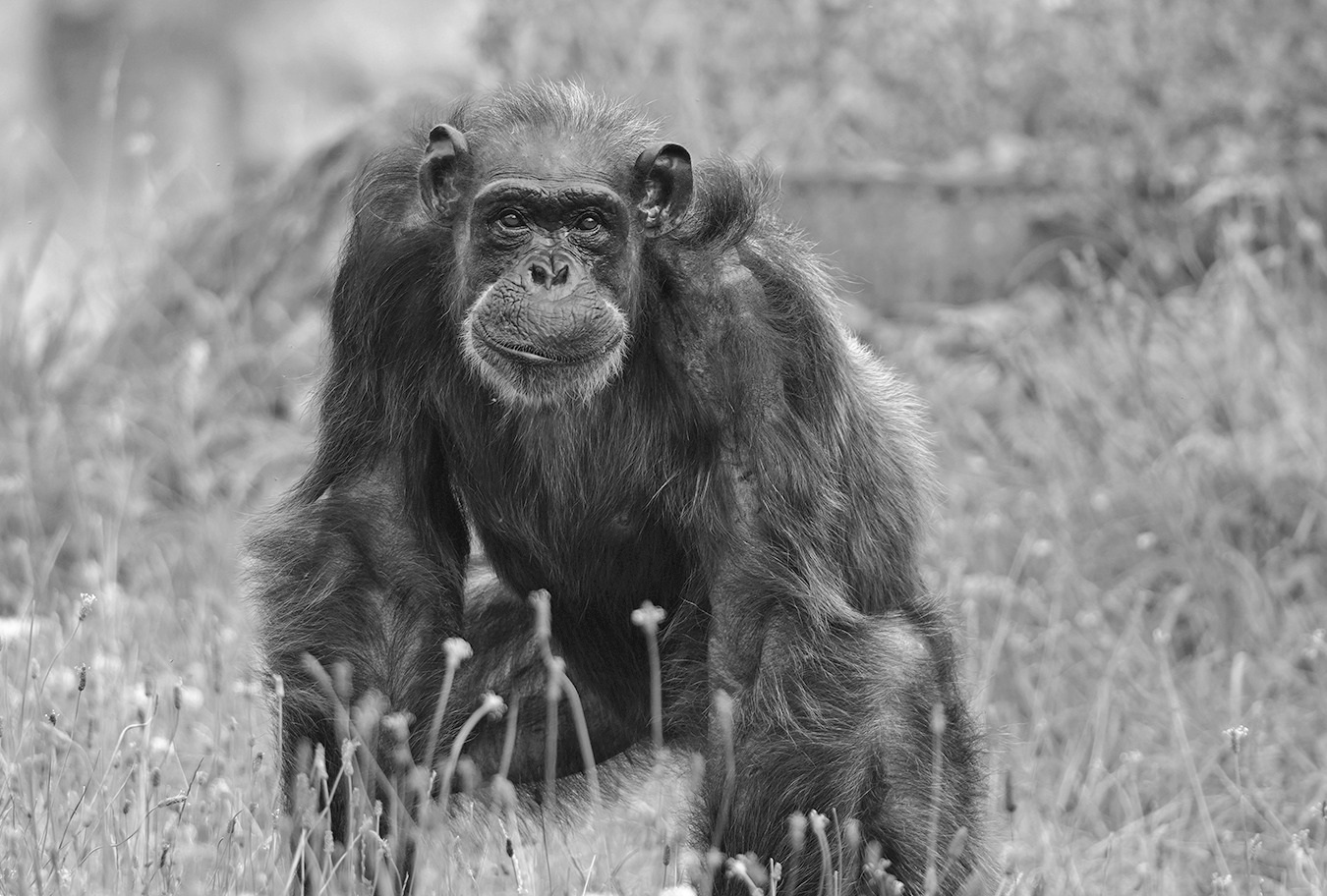 ZOOM: Schimpansin Jacky im Alter von 47 Jahren eingeschläfert